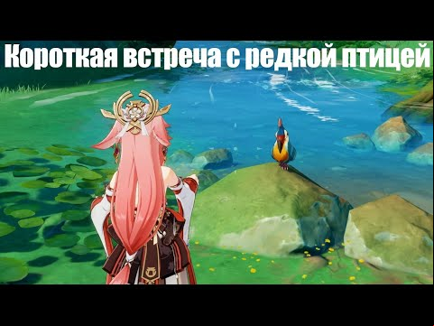 [Genshin Impact] Короткая встреча с редкой птицей (Задание мира, Сумеру)
